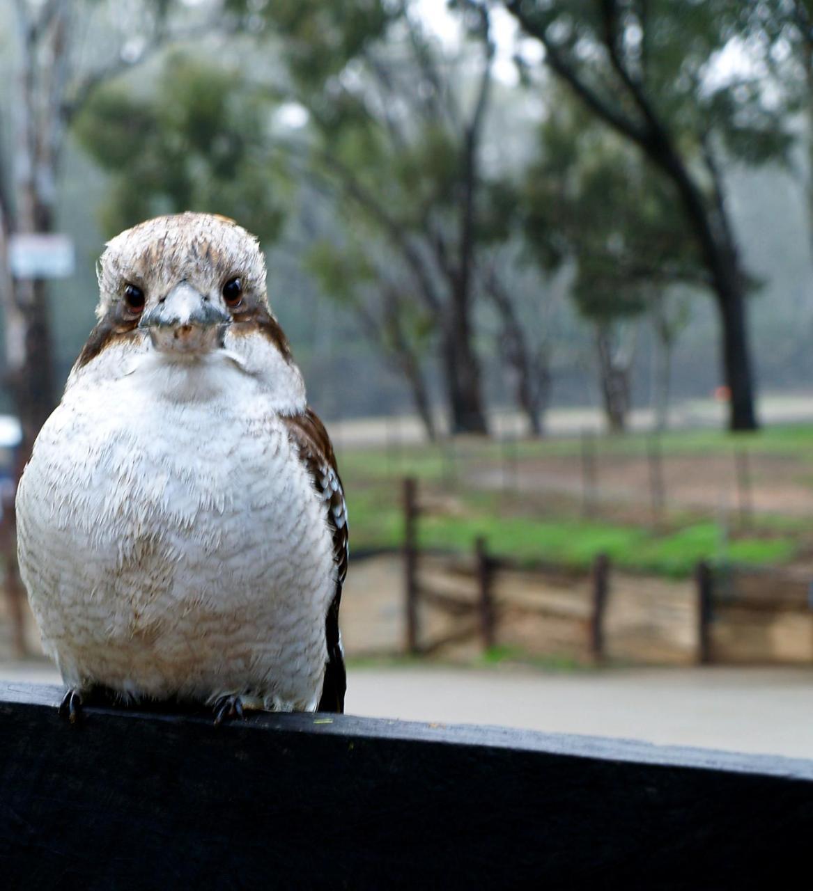 Tasman Holiday Parks - Merool On The Murray Echuca Exterior foto